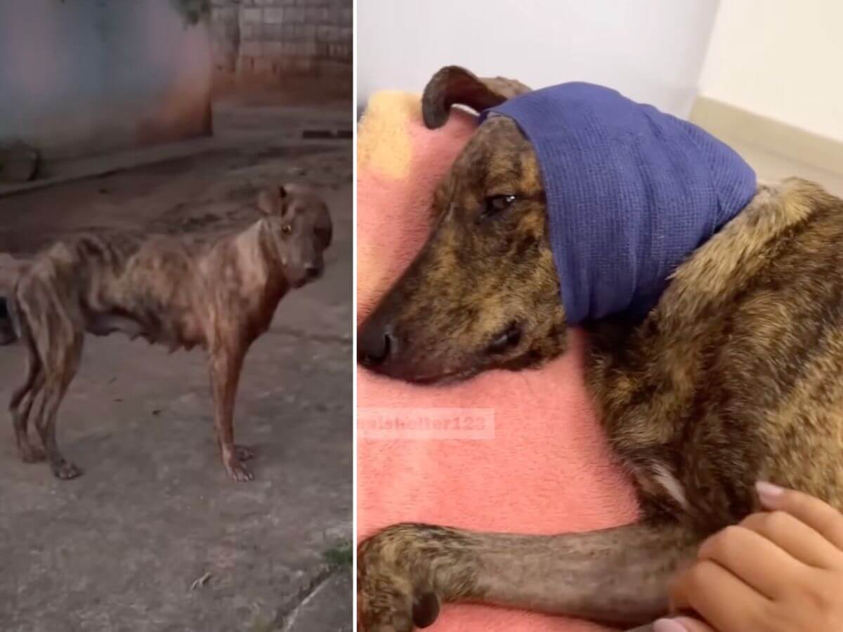 Solange rescue story