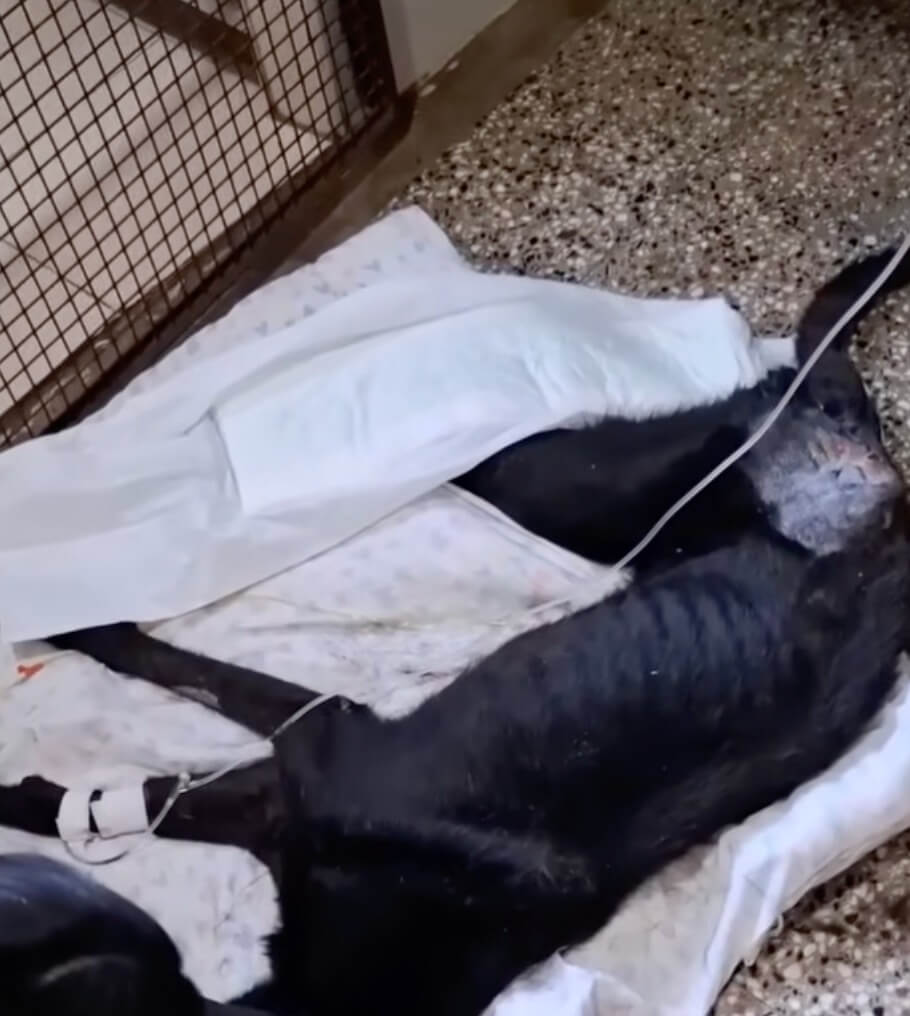 Sombra getting his treatment