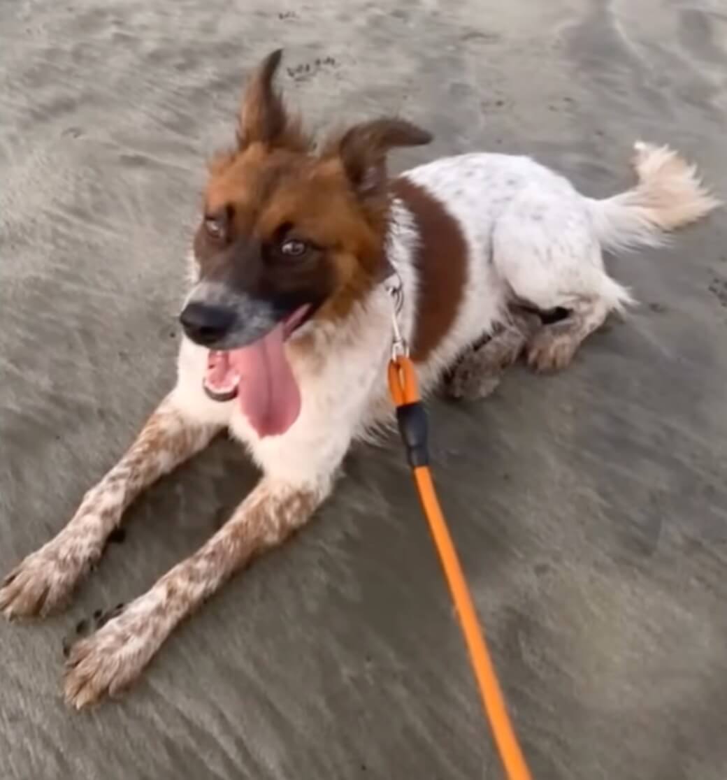 Thiago got adopted too