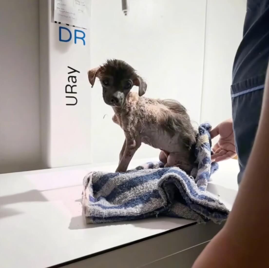 Tiny at the vet clinic