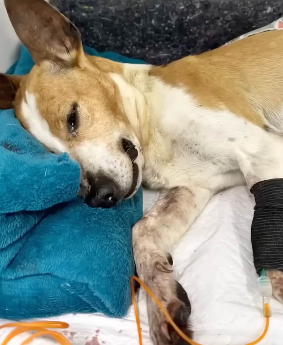 Tito at the vet clinic