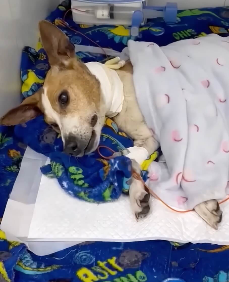 Tito getting his treatment done