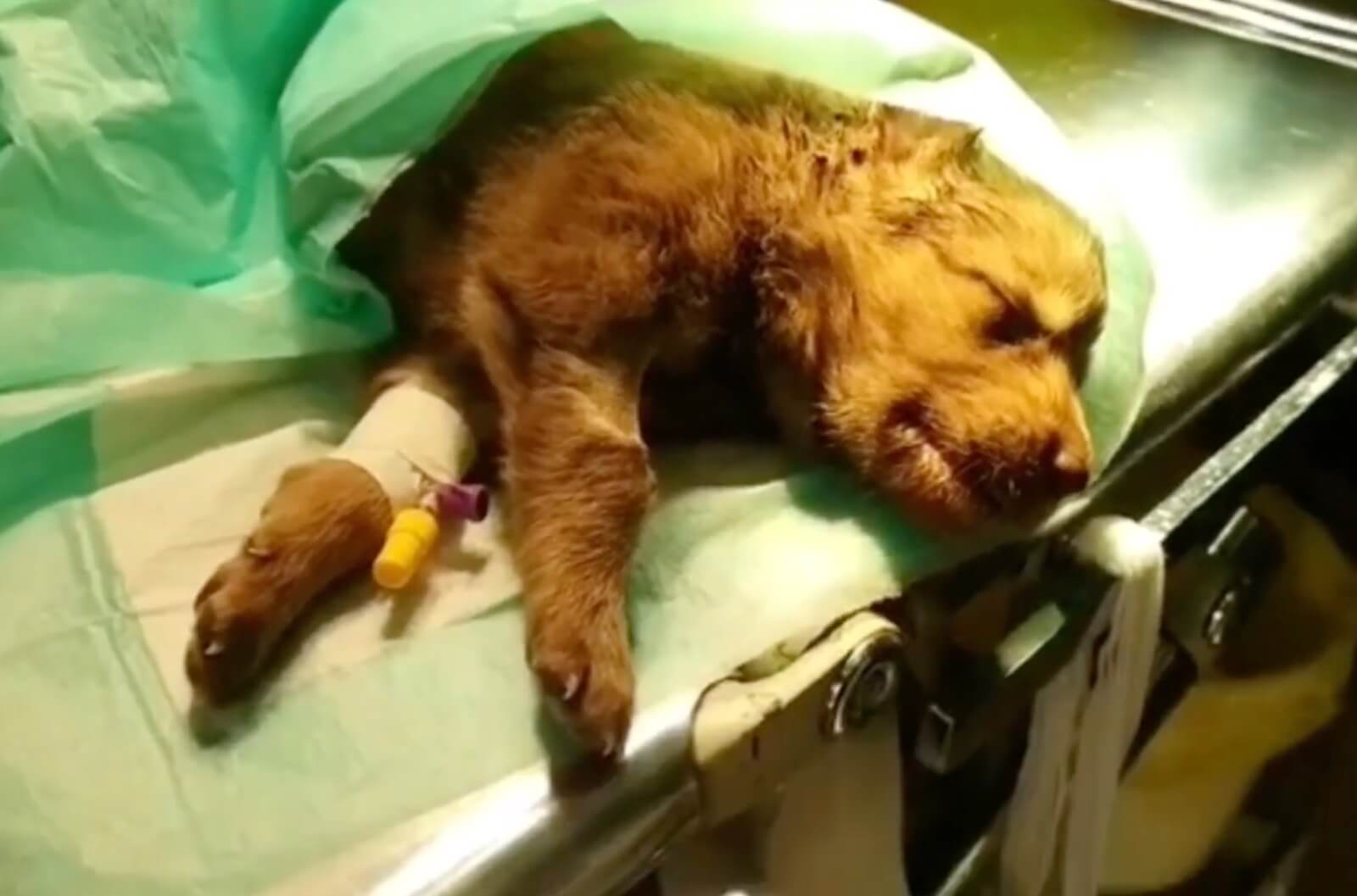 Valentine at the vet clinic