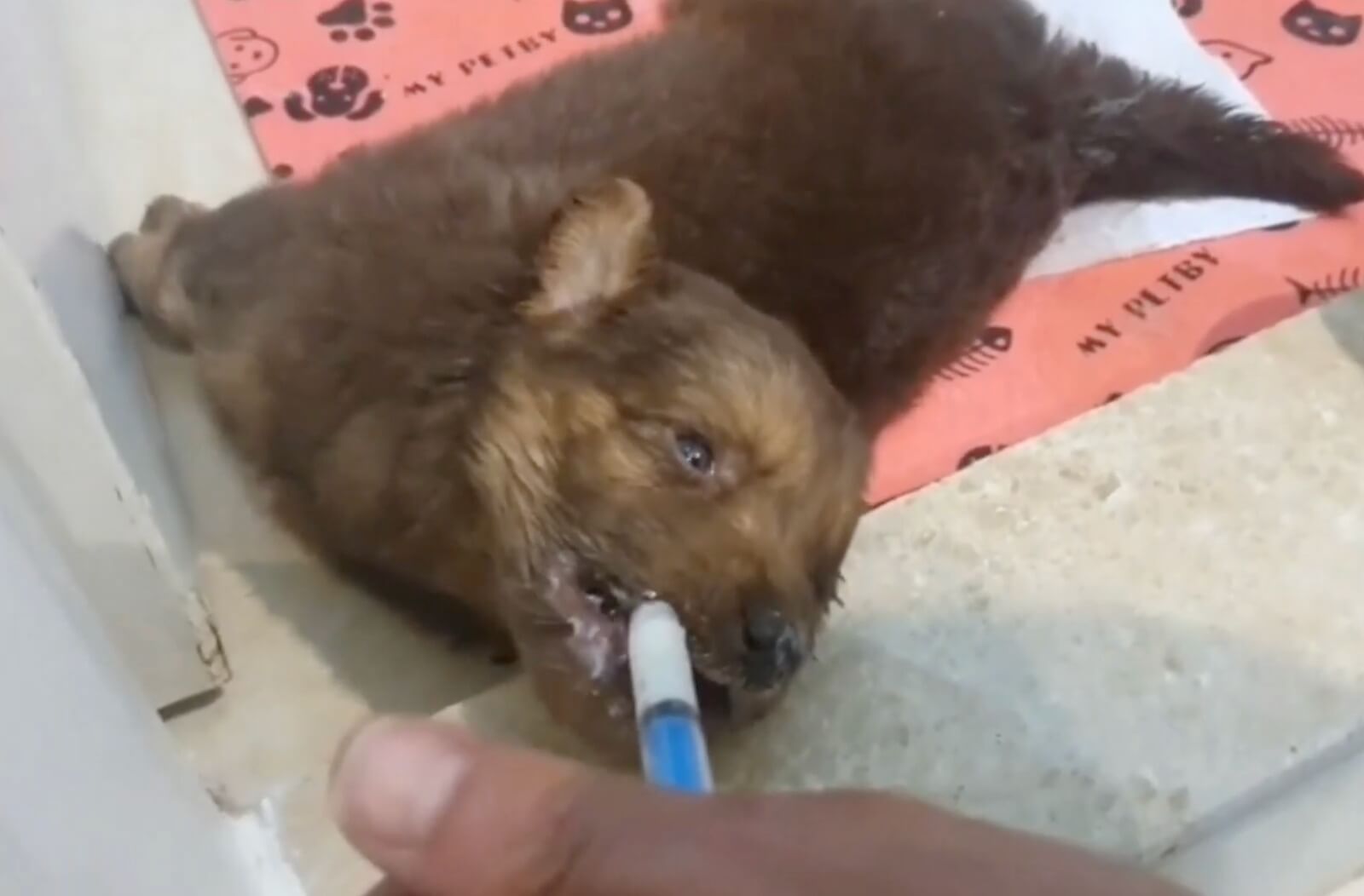 Valentine getting his treatment