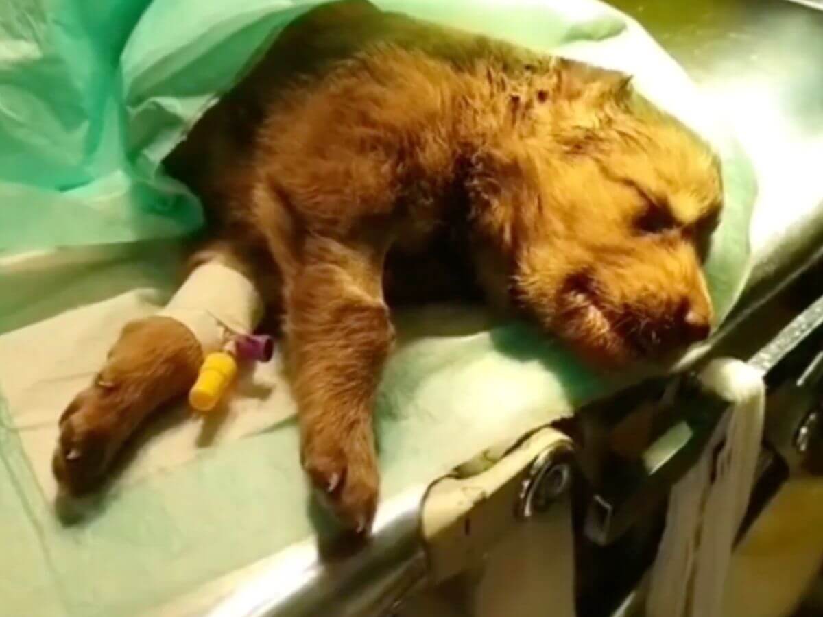 Valentine rescue story