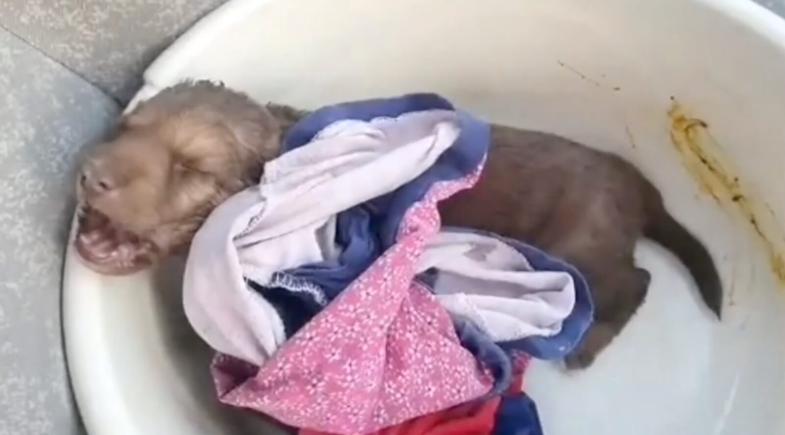 Valentine's condition when he was found