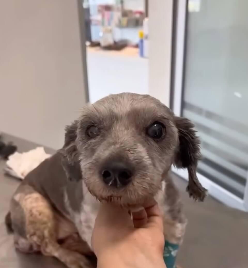 Vida after her hair trimming