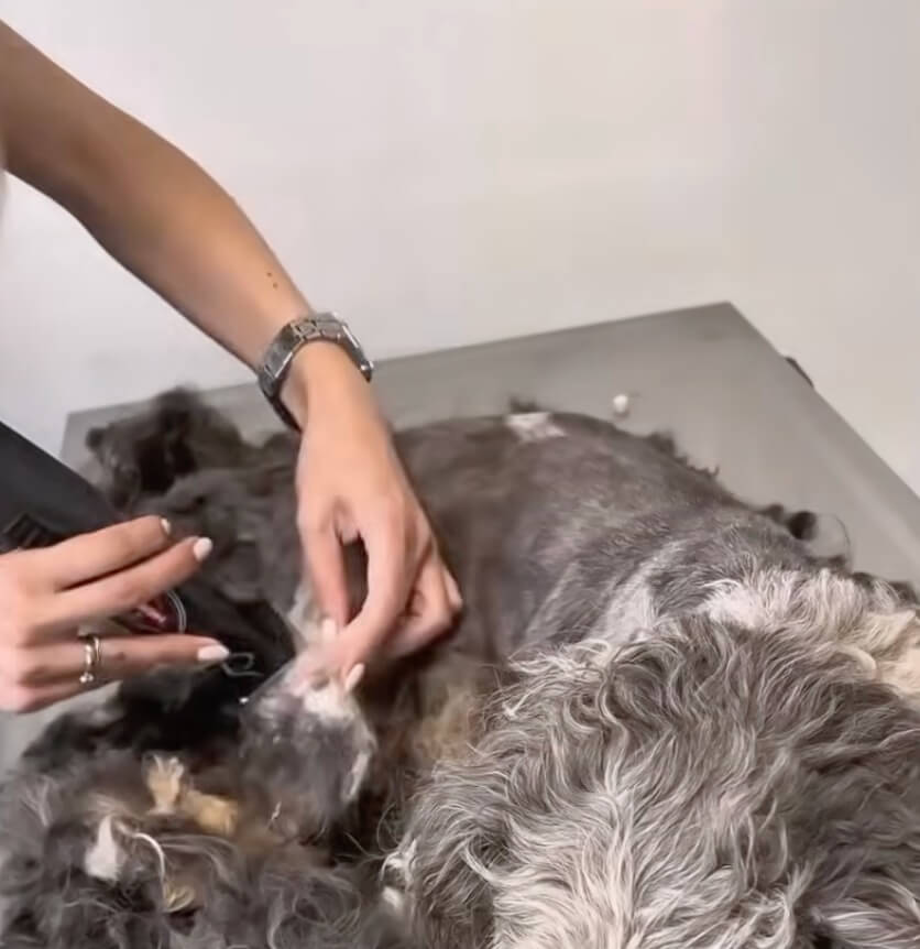 Vida at the vet clinic getting her hair trimmed