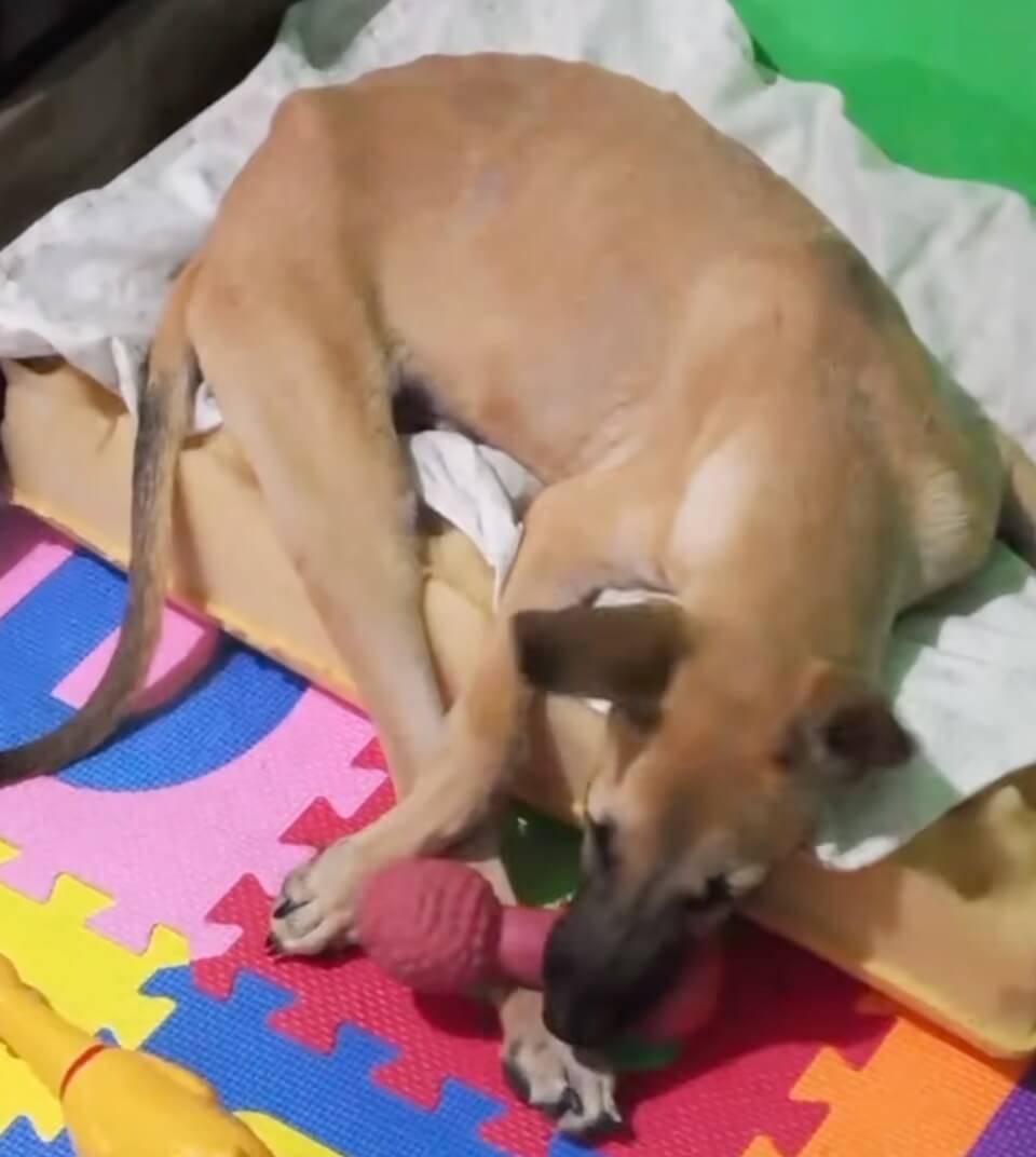 When his rear paws twitched