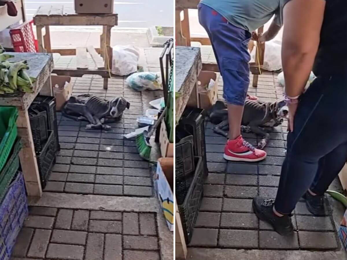 market dog rescue story