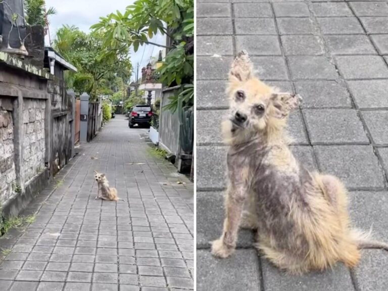 pregnant stray dog rescue