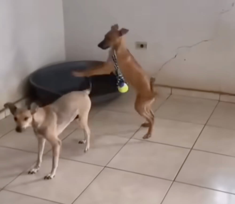 2 puppies still living with her