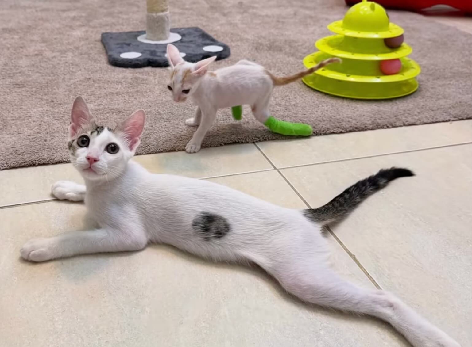 Even Bobo's mother refused him