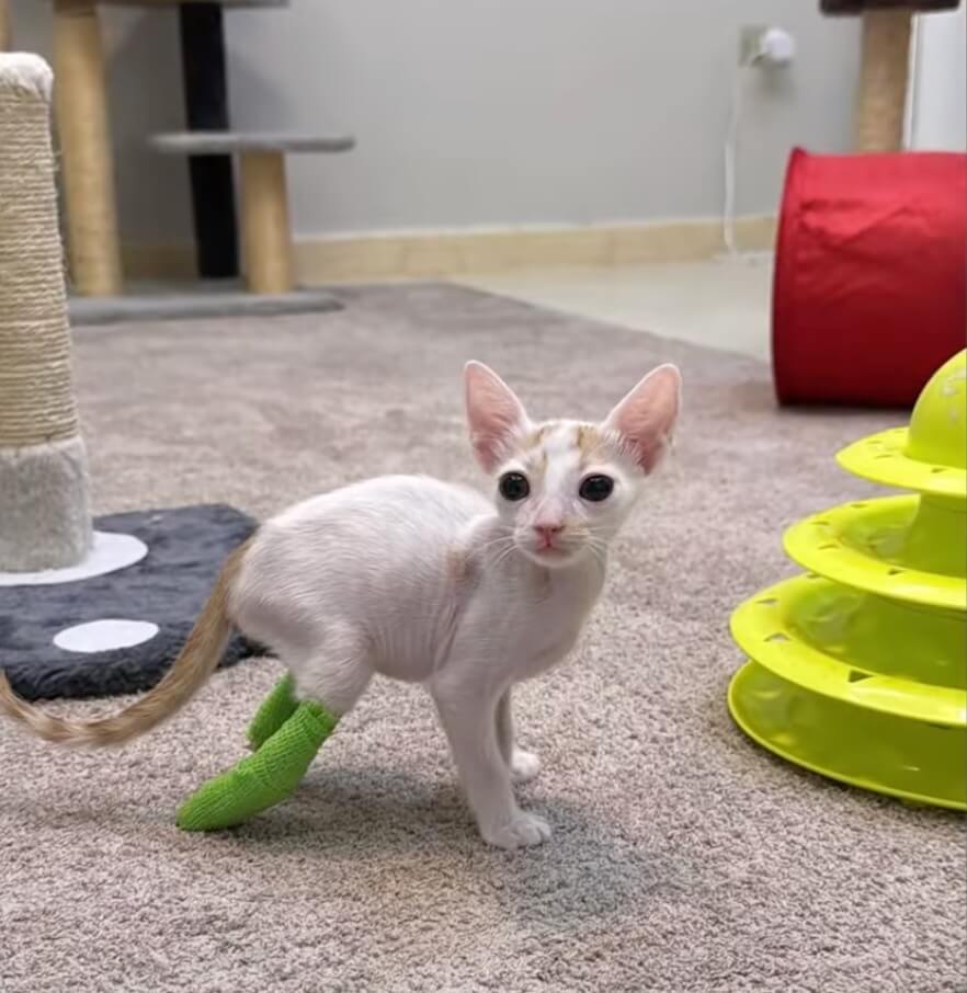 Bobo getting his treatment