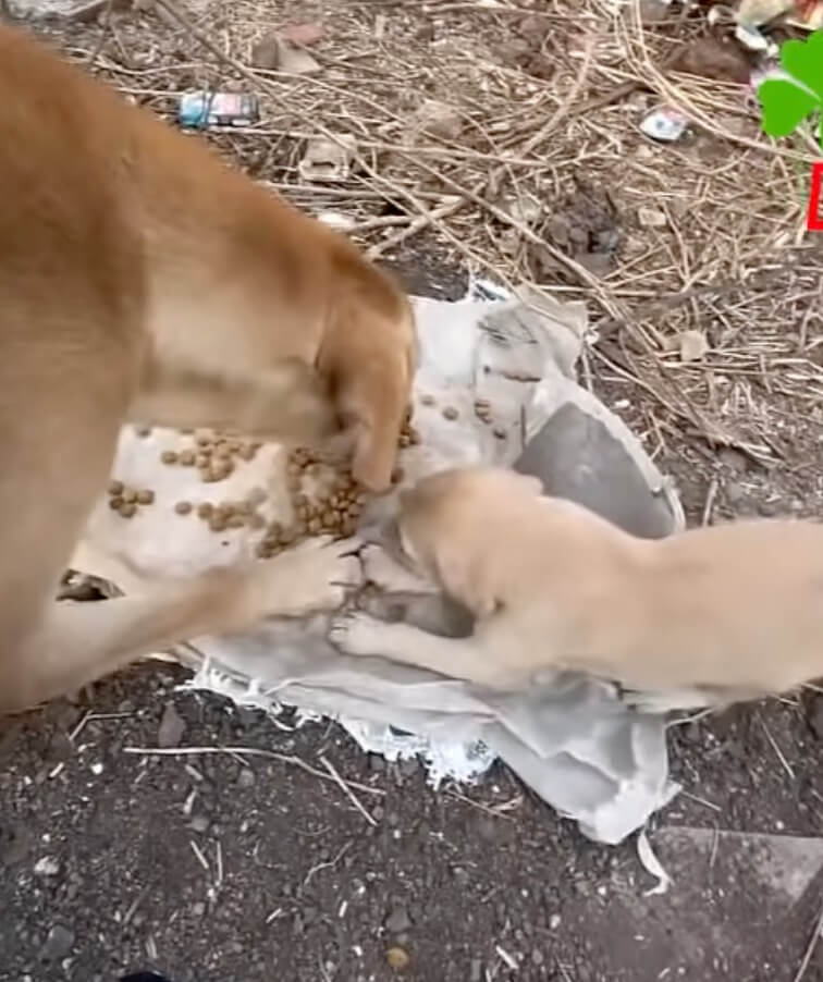 Another mama dog with her puppies