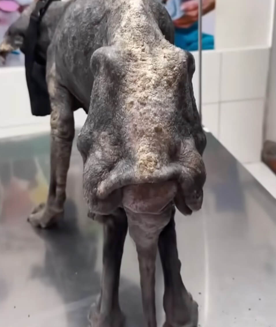 At the vet clinic get her treatment done