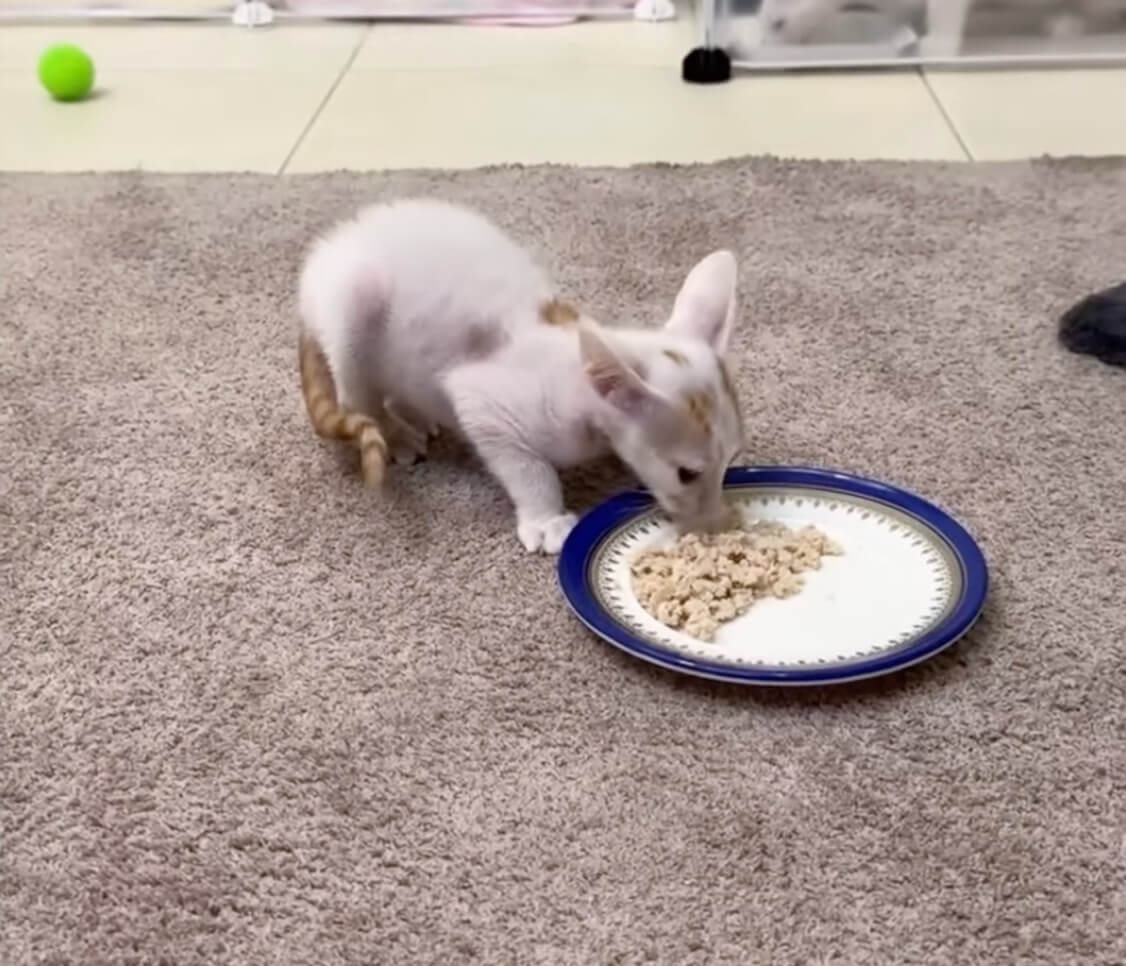 Bobo started eating on his own