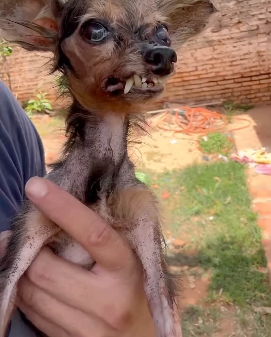 Carlos taking Chiquitita to the vet clinic