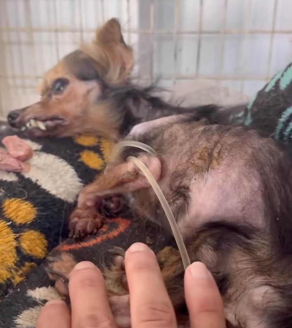 Chiquitita at the vet clinic