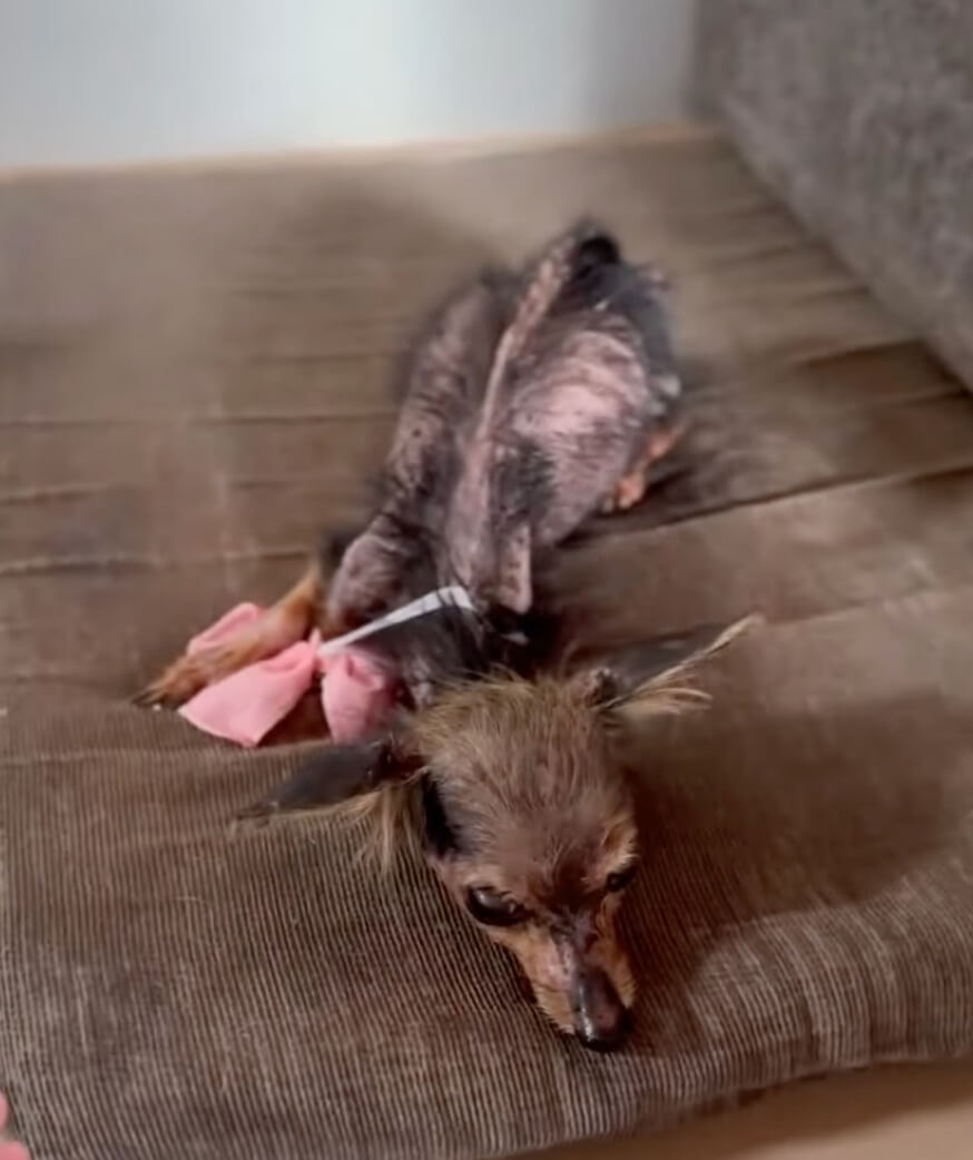 Chiquitita recovering