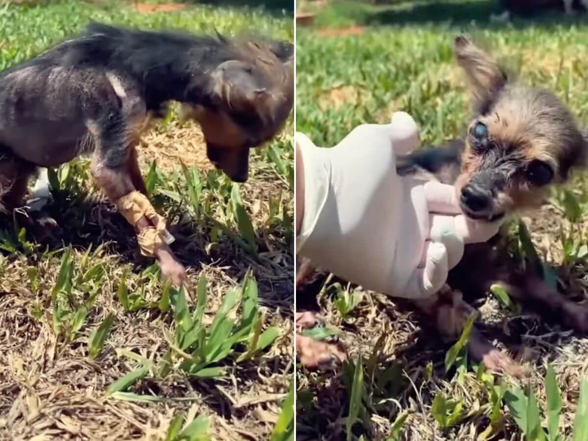 Chiquitita rescue story