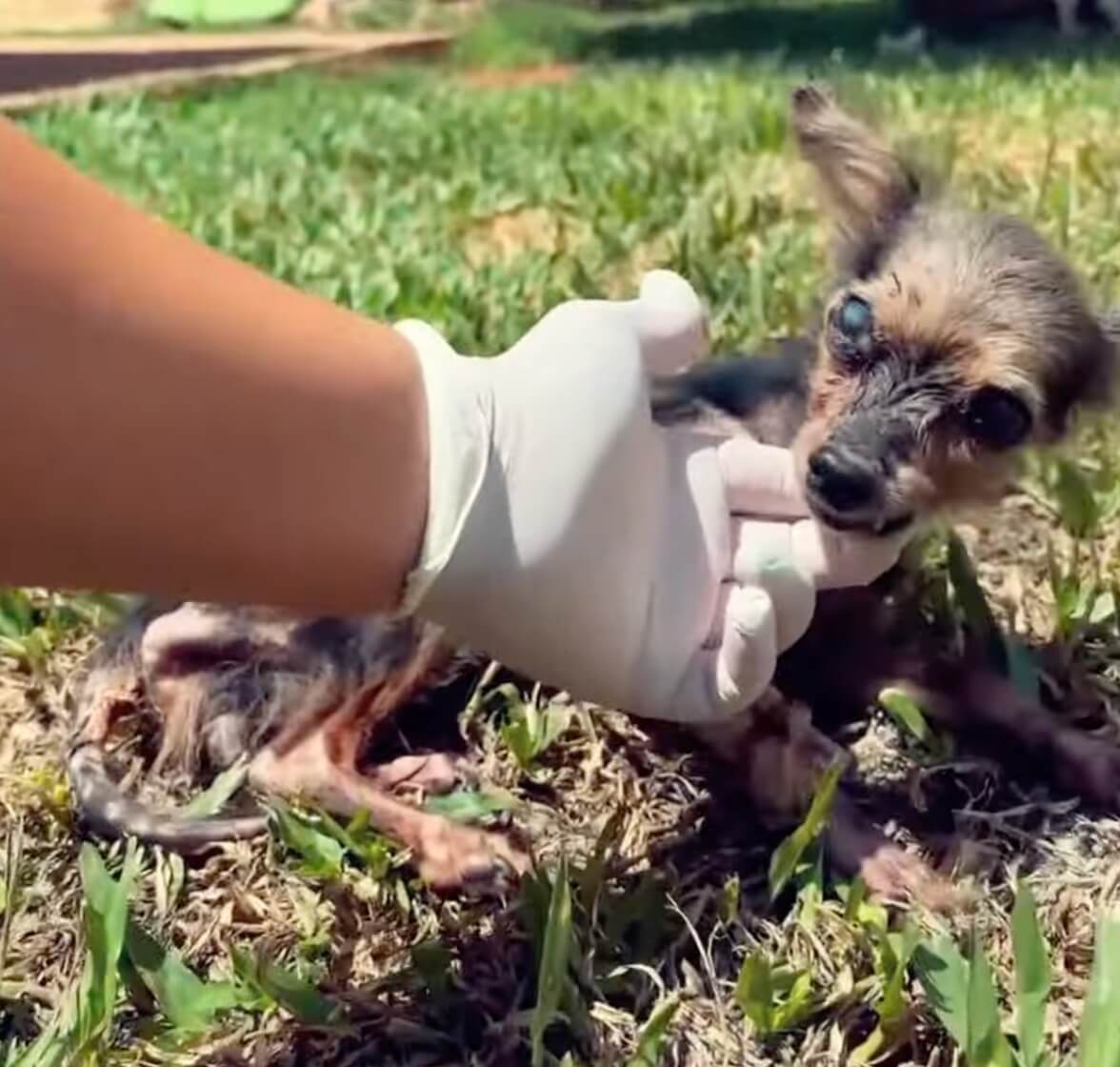 Chiquitita's initial condition