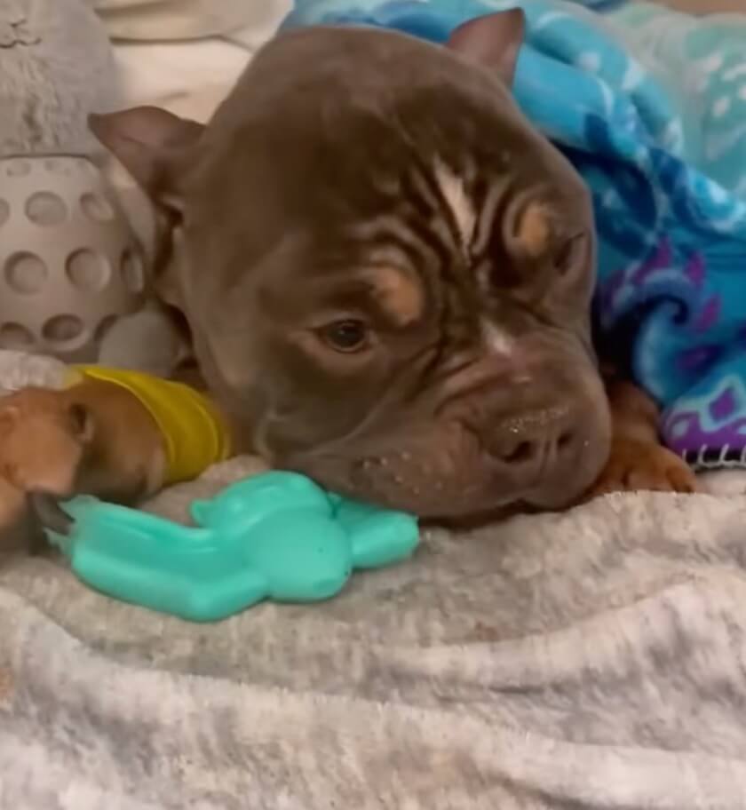 Creme Brulee recovering