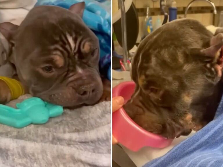 Creme Brulee rescue story