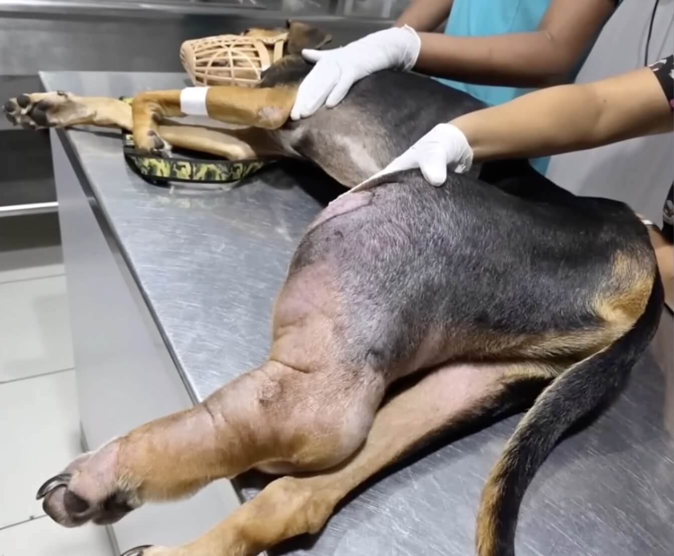 Duke at the vet clinic