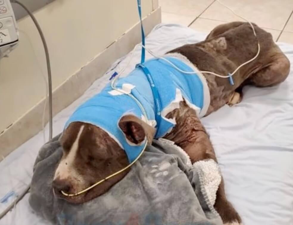 Elijah after surgery