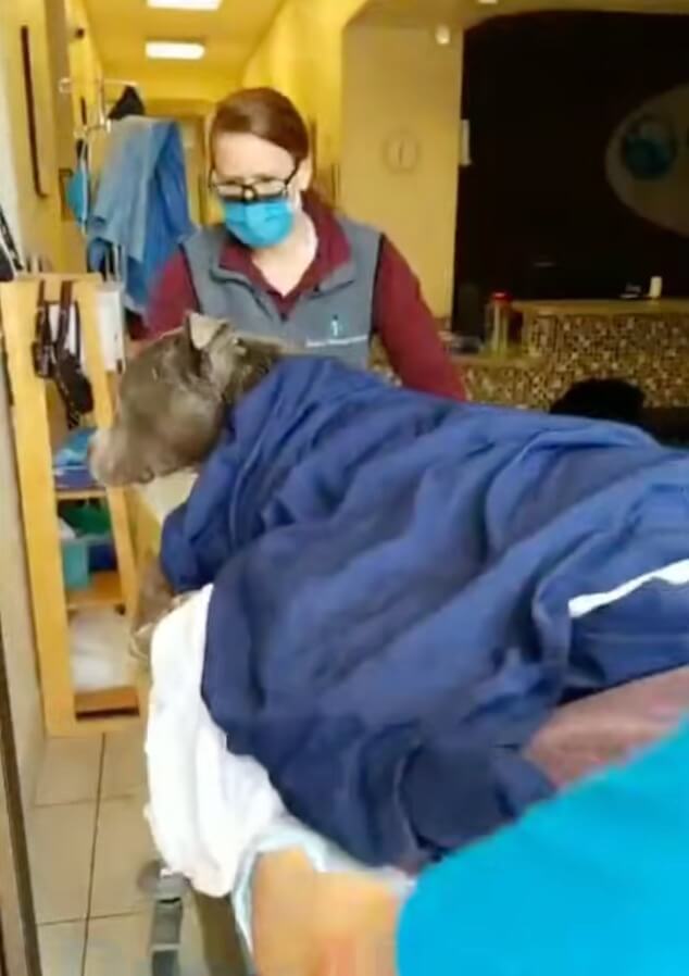 Elijah on the stretcher at the vet clinic