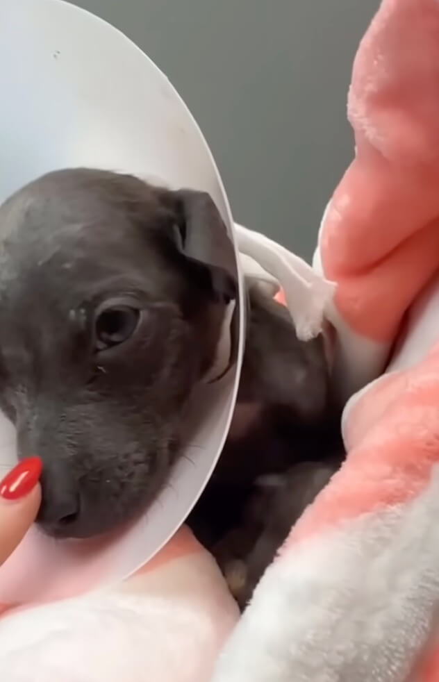 Ember at the vet clinic