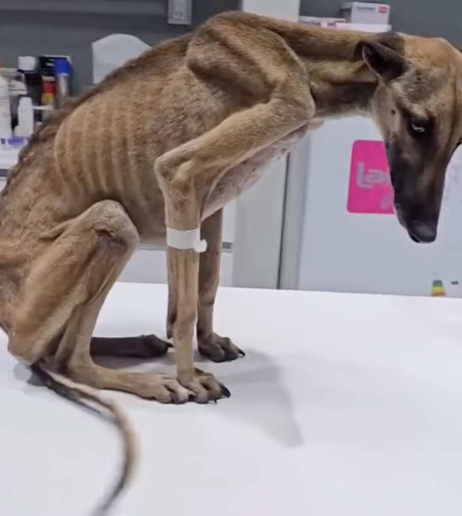 Grisin at the vet clinic