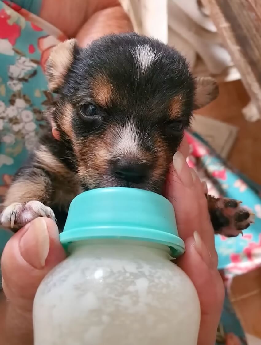 Her puppies growing healthy