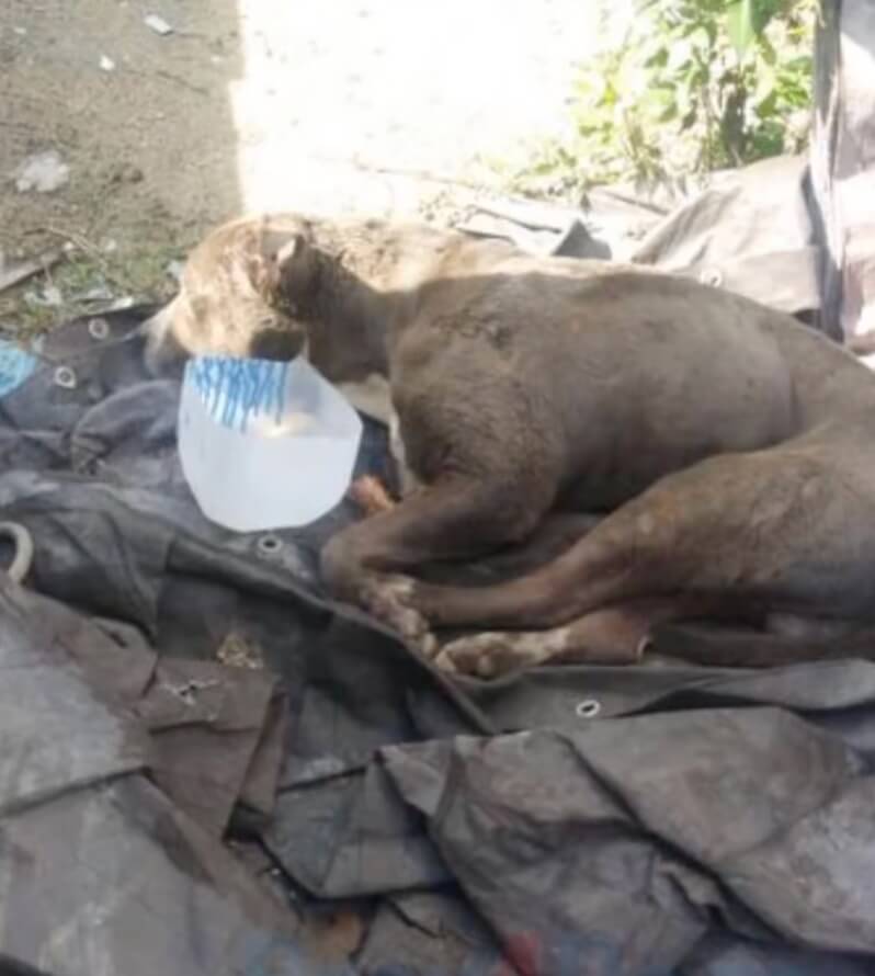 How Elijah was found