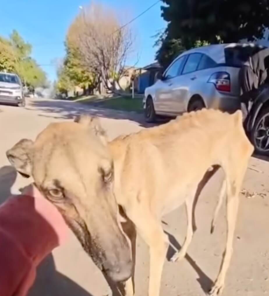 How Grisin was found