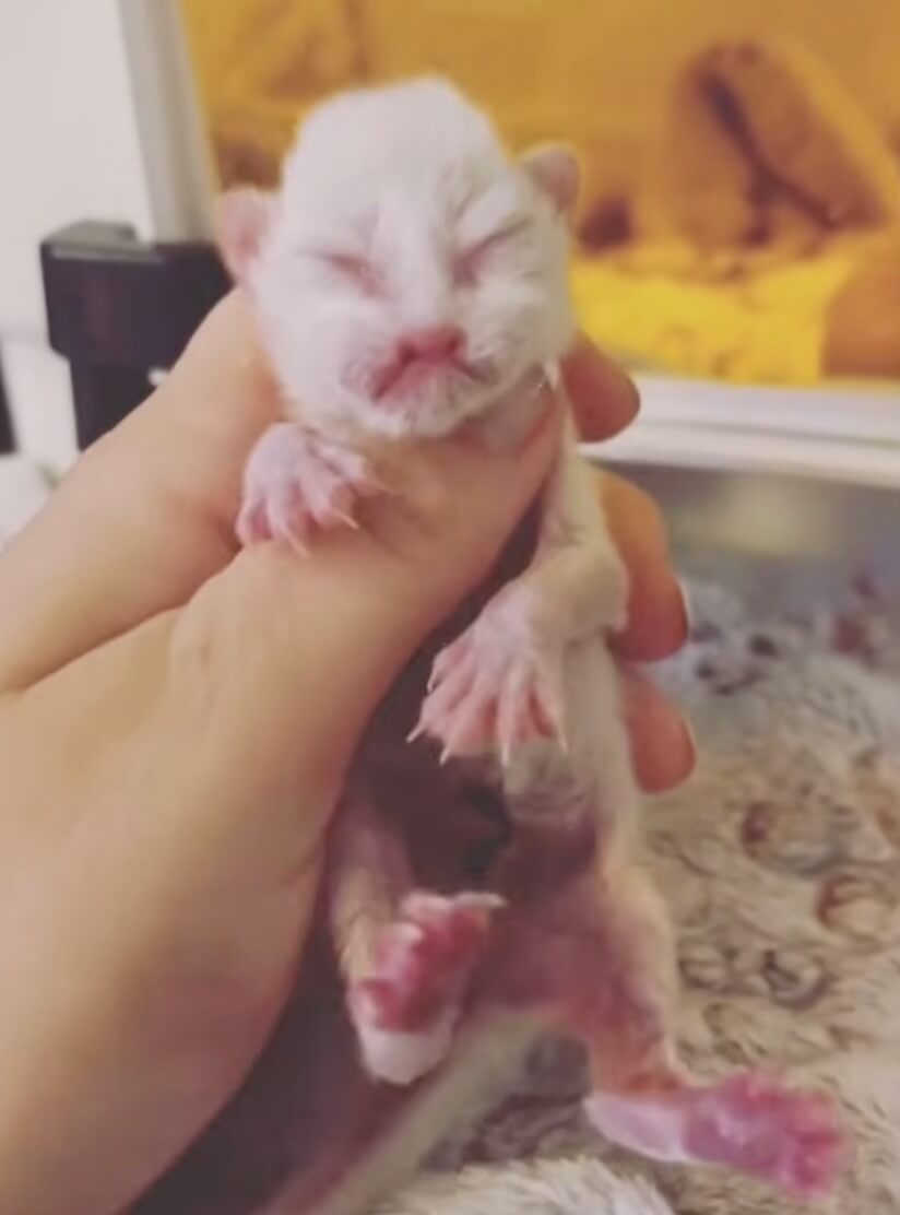 How Lennon was found