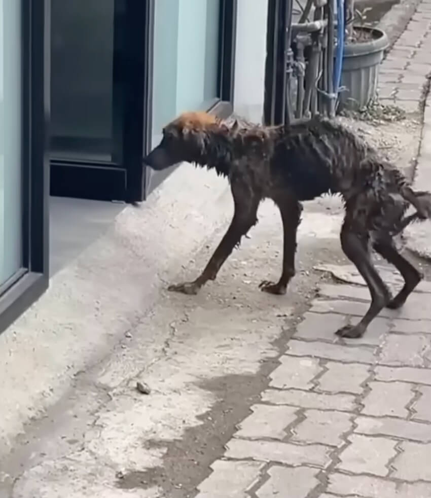 How Maddie was first seen