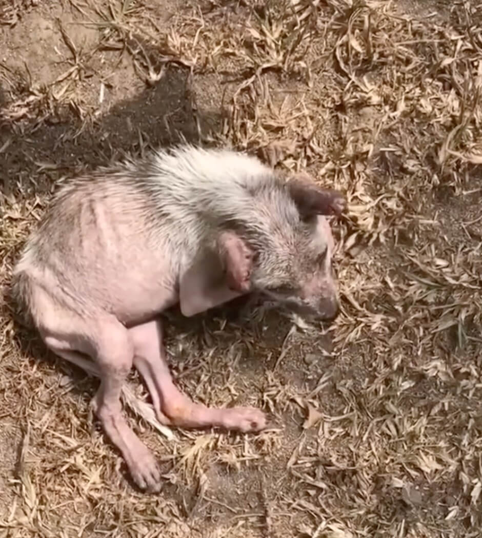 Sadie's condition initially