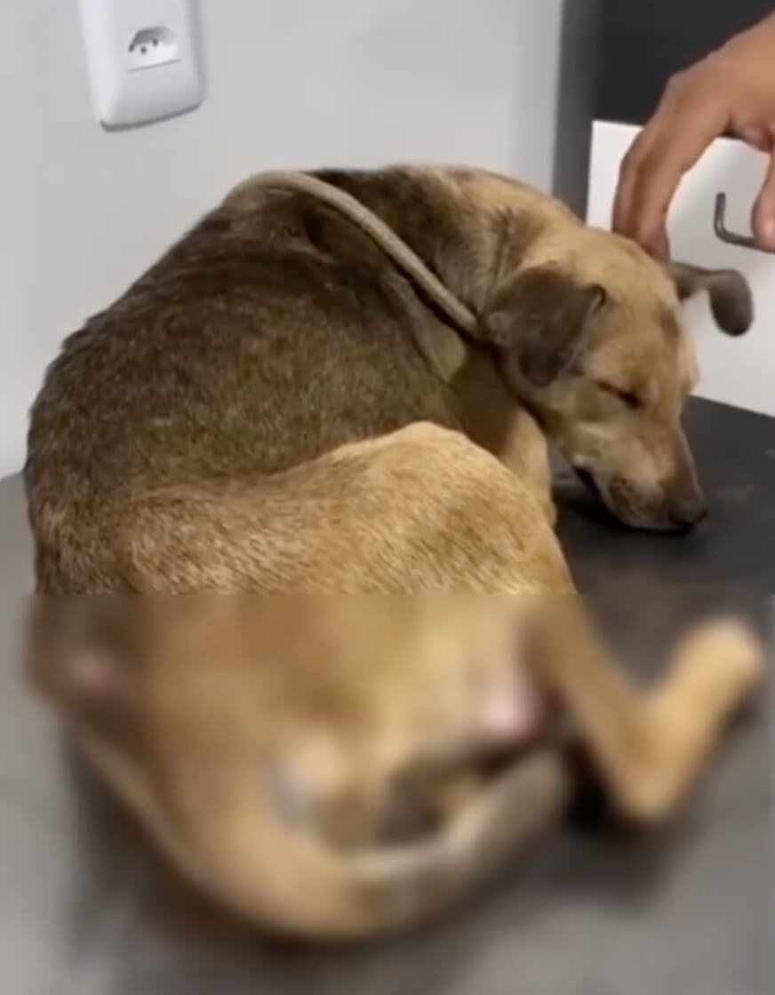 Isadora at the vet clinic