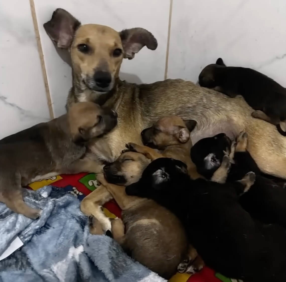 Isadora finally resting with her puppies