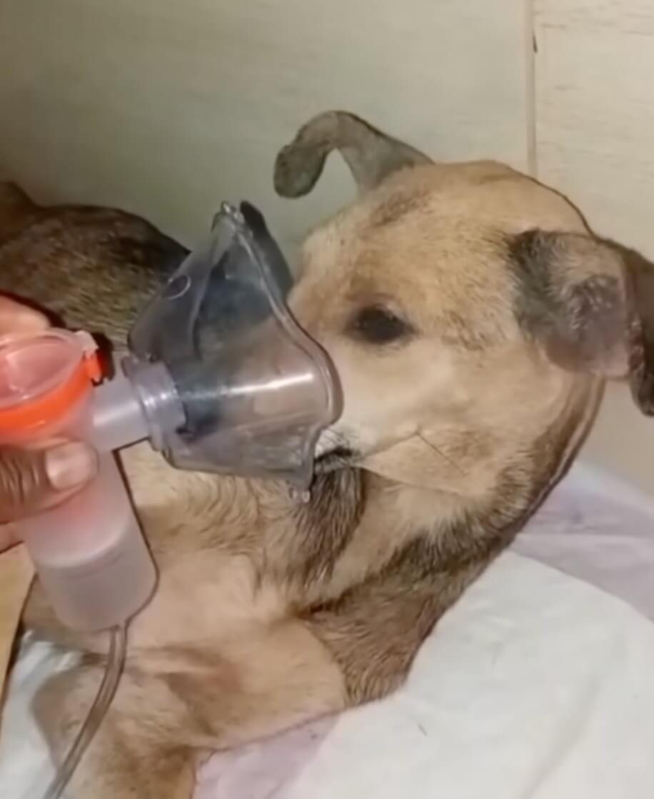 Isadora getting her treatment done