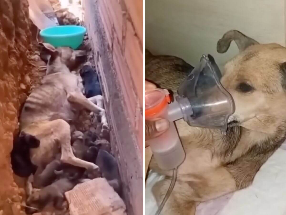 Isadora rescue story