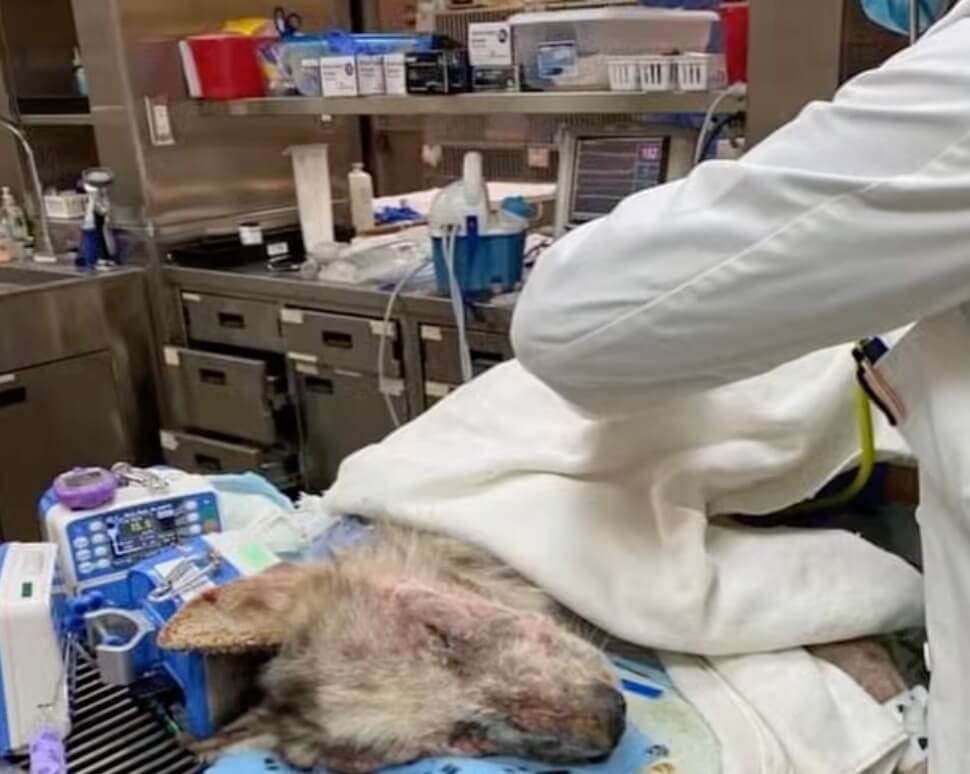 Jake at the vet clinic