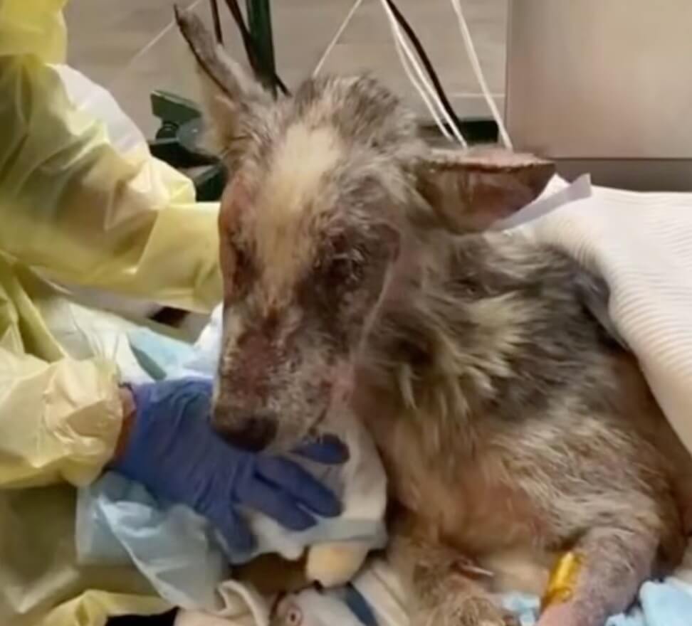 Jake getting his treatment done