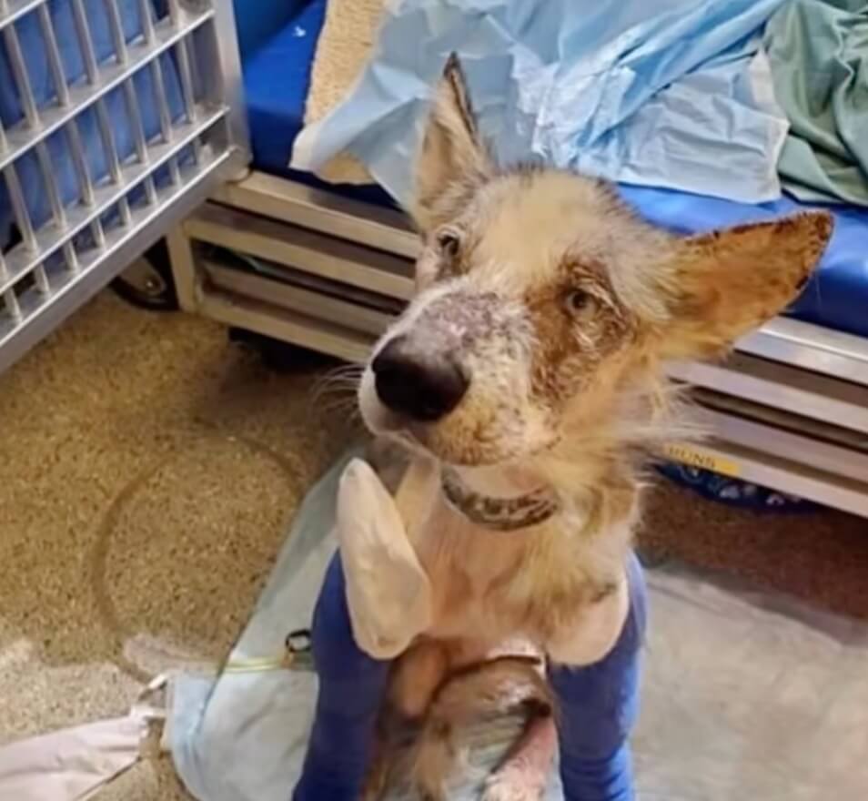 Jake trying to stand