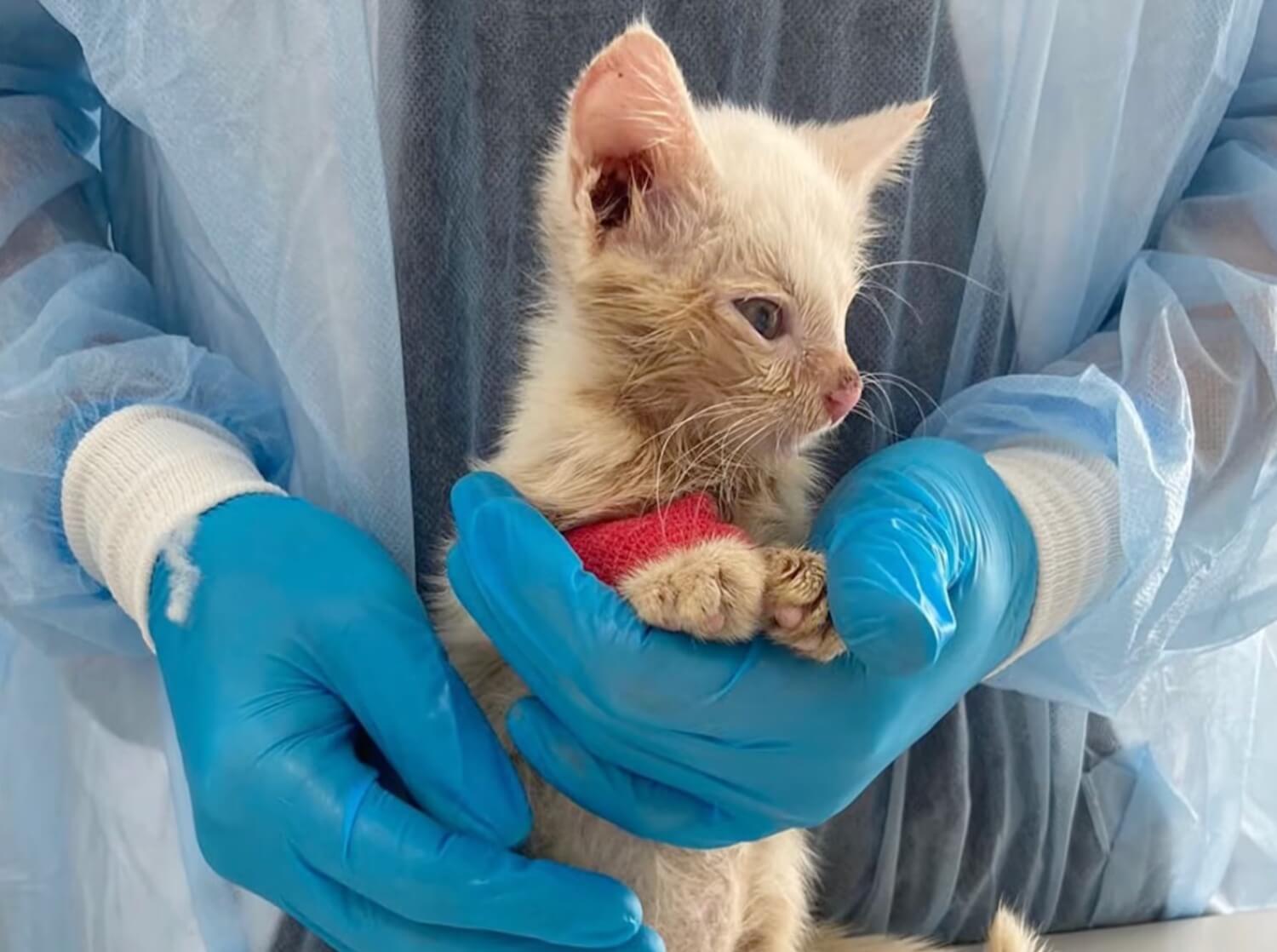 Kefir at the vet clinic