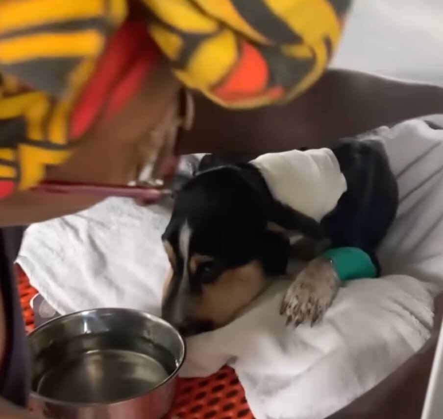 Khaleesi at the vet clinic