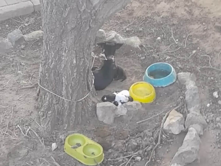 Khaleesi rescue story