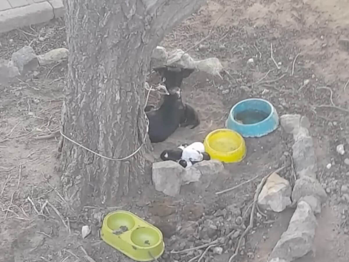 Khaleesi rescue story